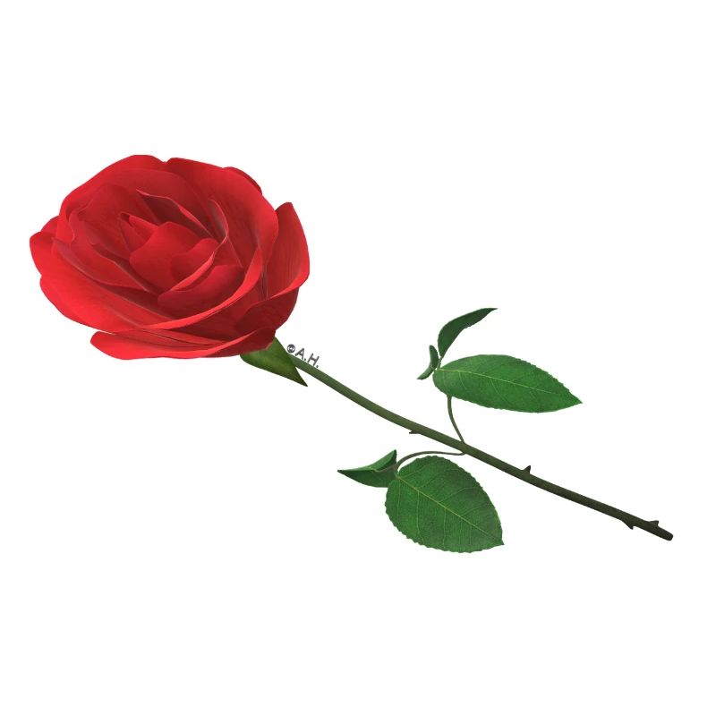Rose