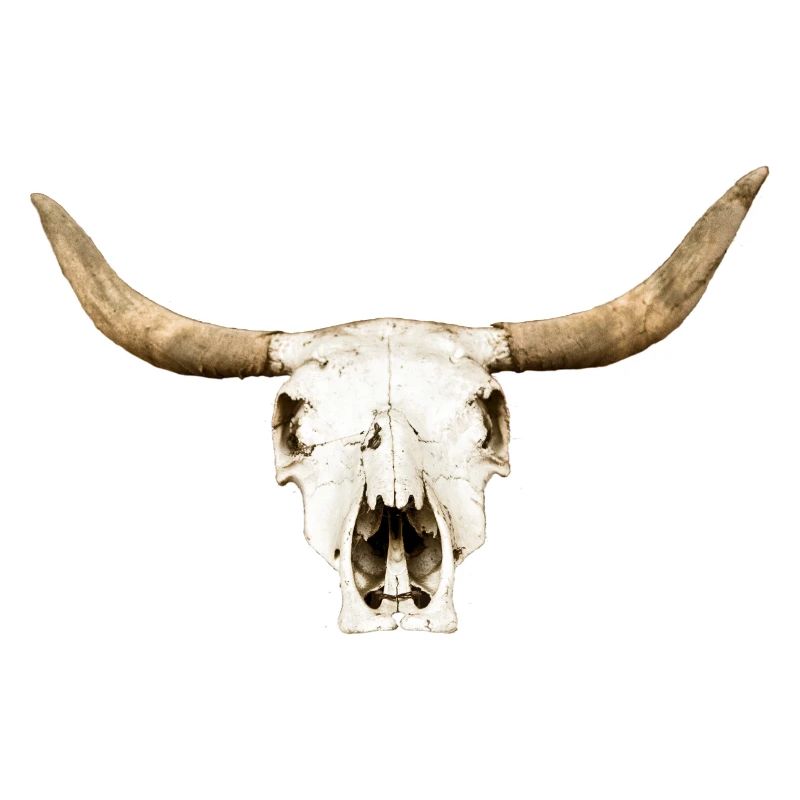 stier-schaedel