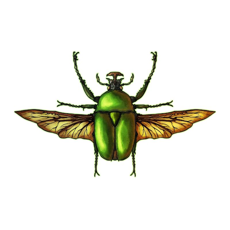 Insecte