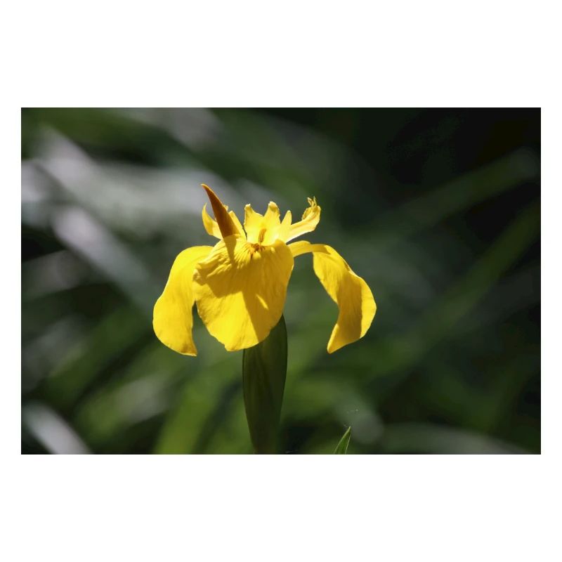 Iris Lily Fleur Jaune