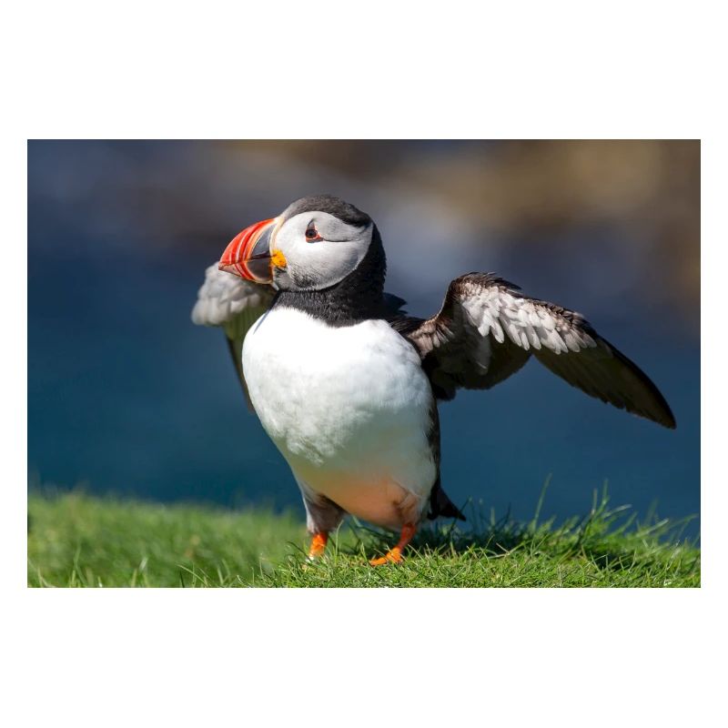 Puffin