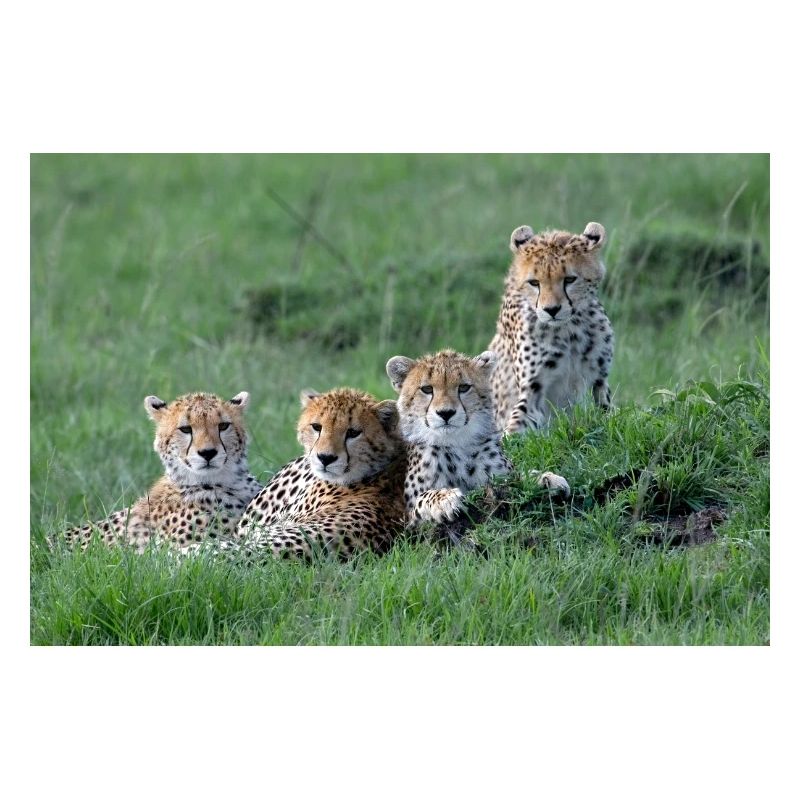 Guépard