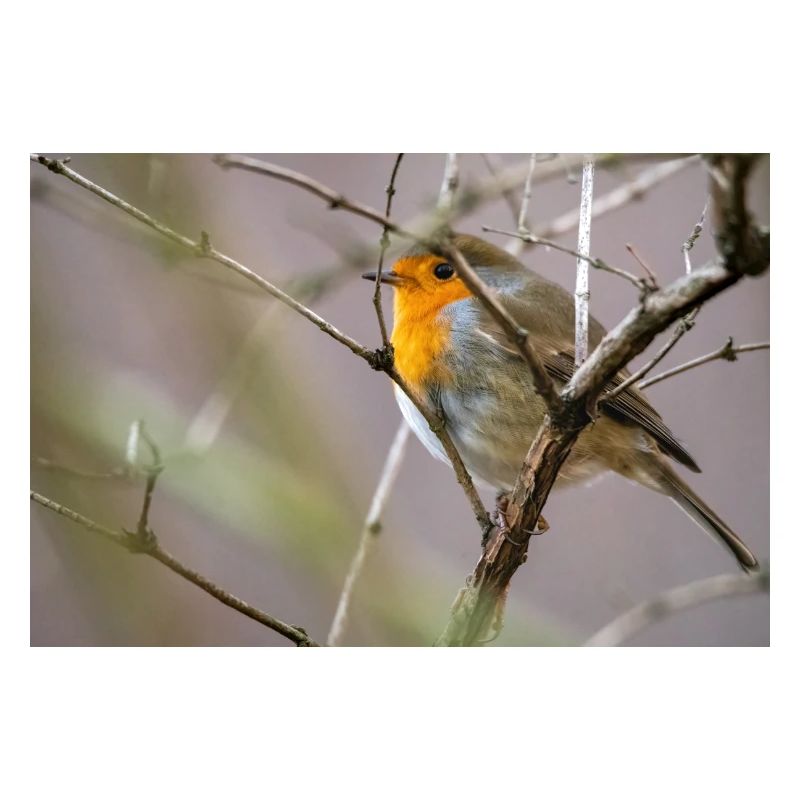 Rotkehlchen Robin