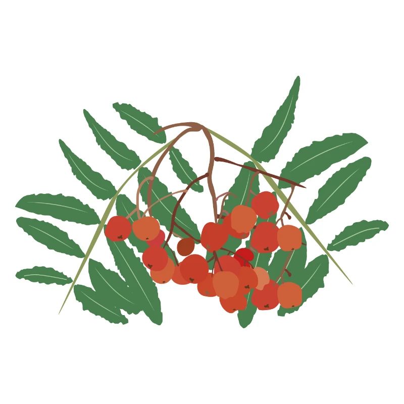 Rowan berries