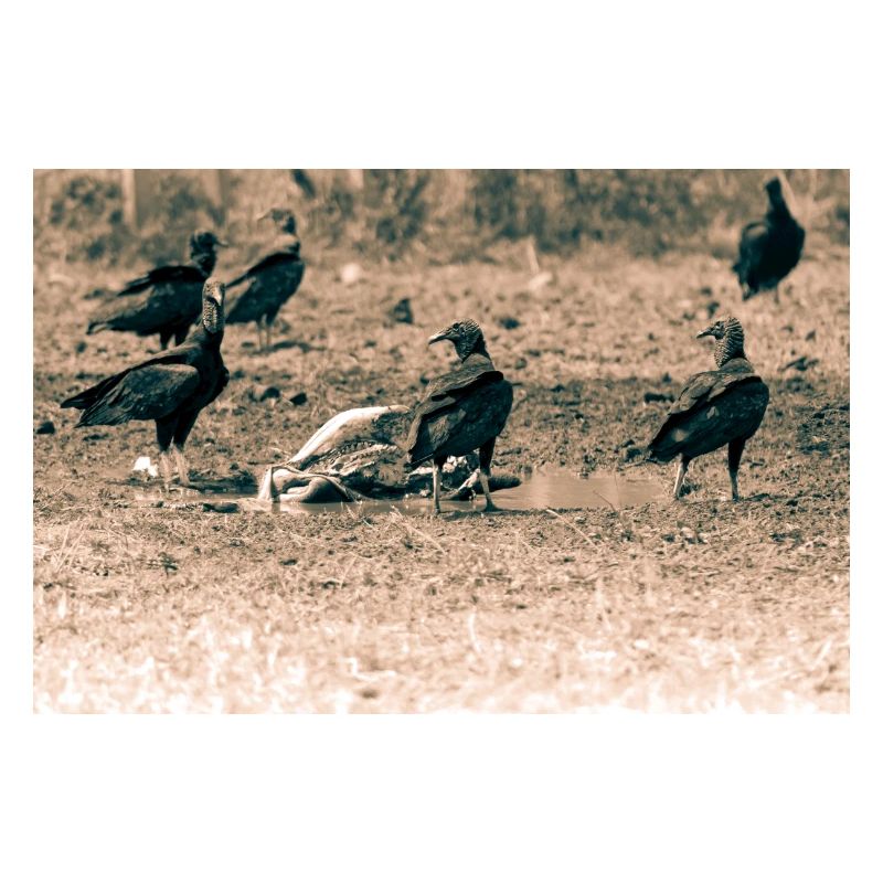 Vultures