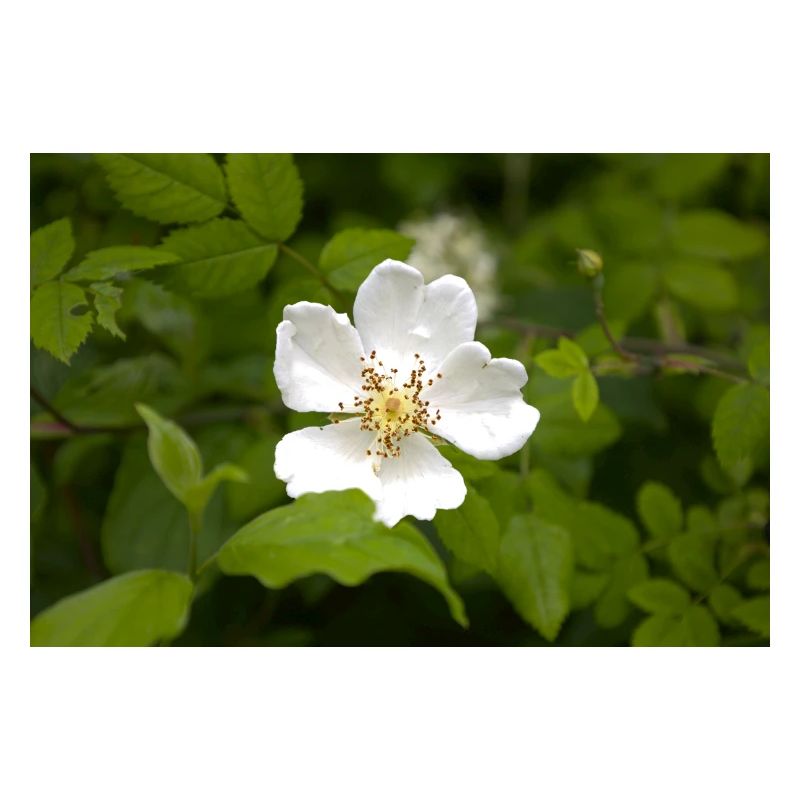 Feld-Rose