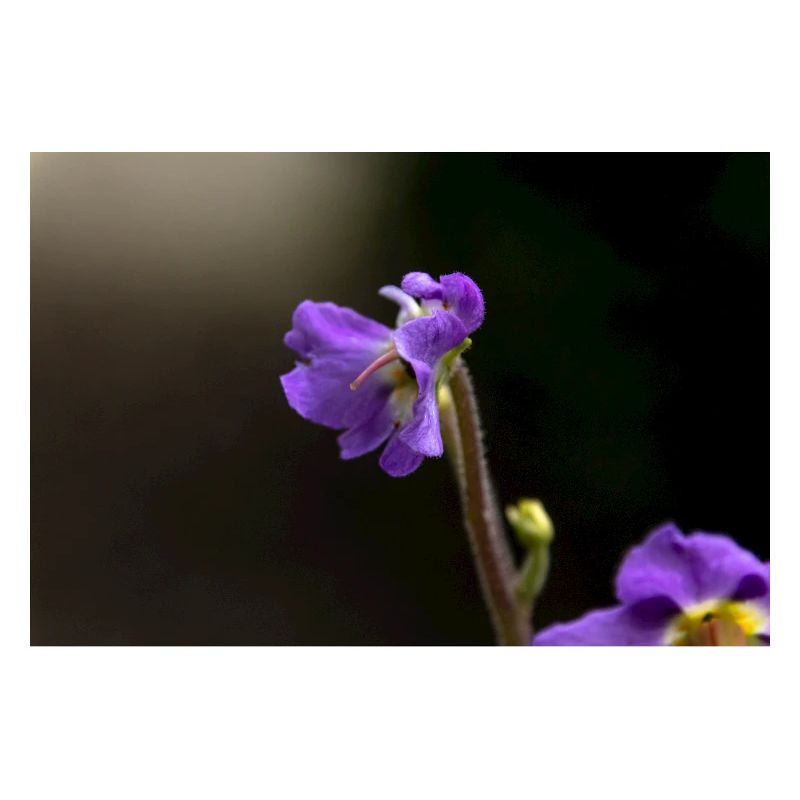 Violette Wildblume Muster