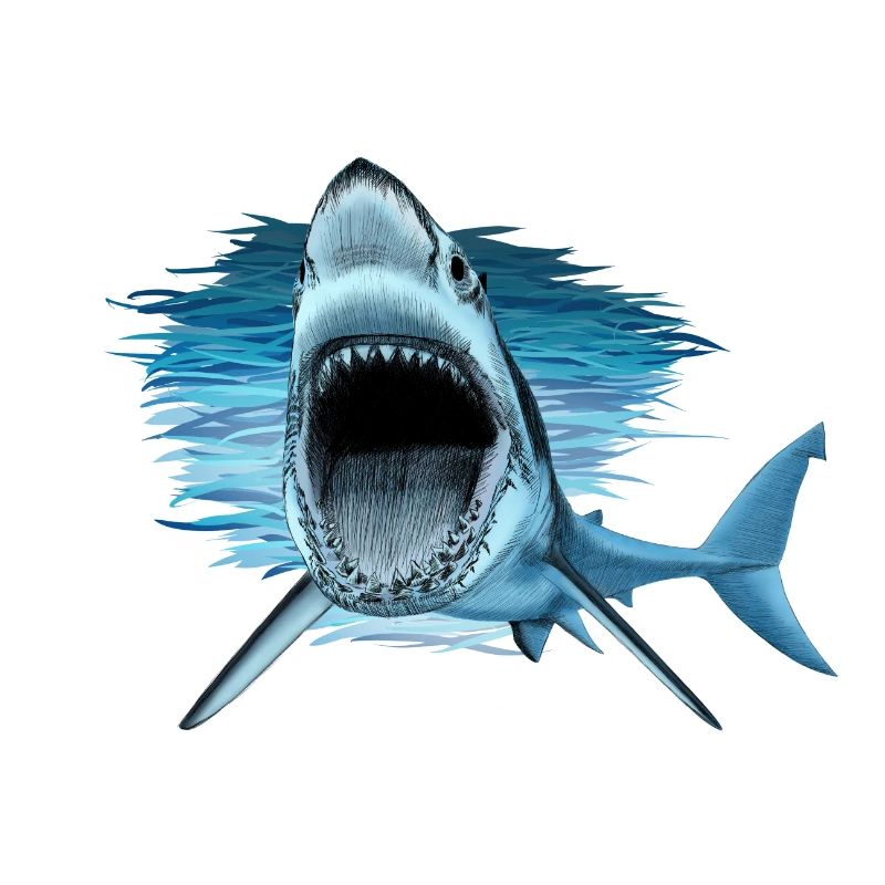 shark