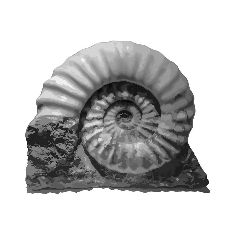 Ammonite