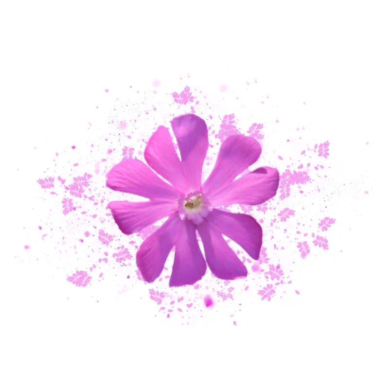 fleur rose fleur rose