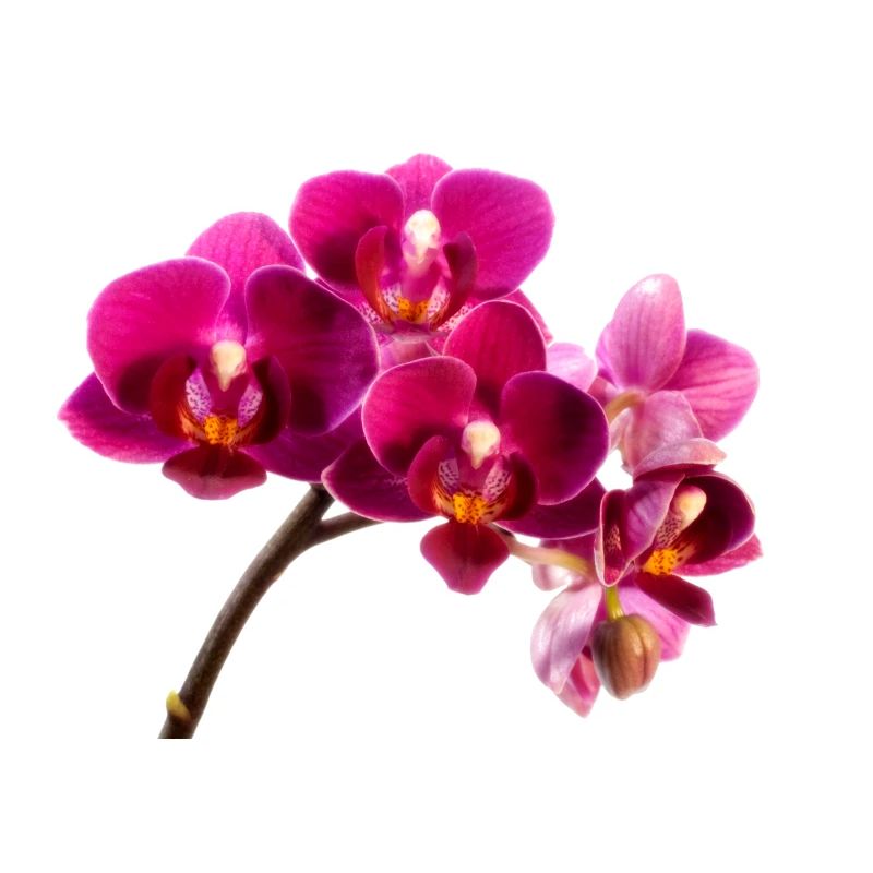 Orchidee Dunkellila