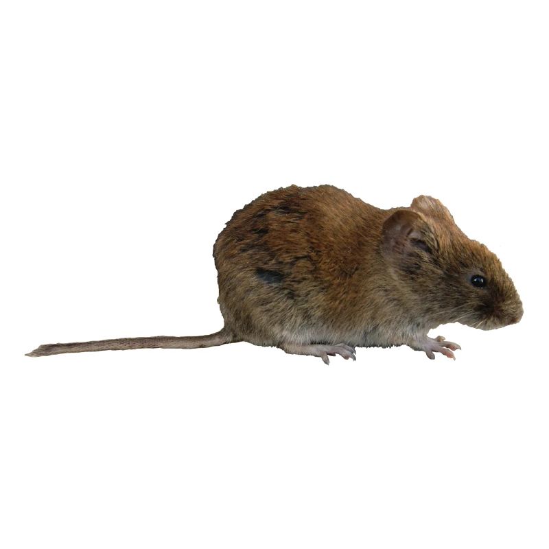 mouse