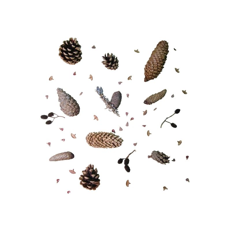 Cones, botany