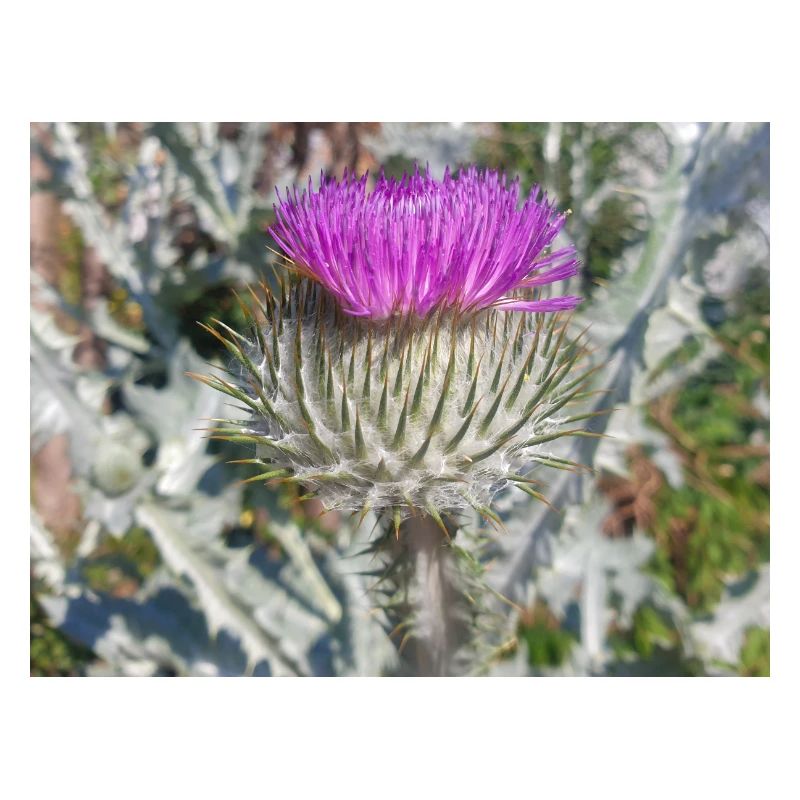 Scotch cotton thistle also woolly thistle