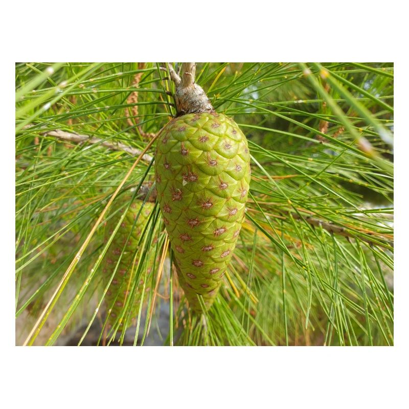 Aleppo pine also Jerusalem pine Aleppo-Kiefer