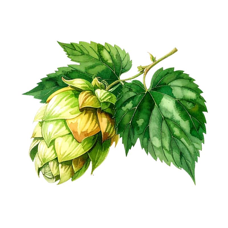 Hops - watercolor