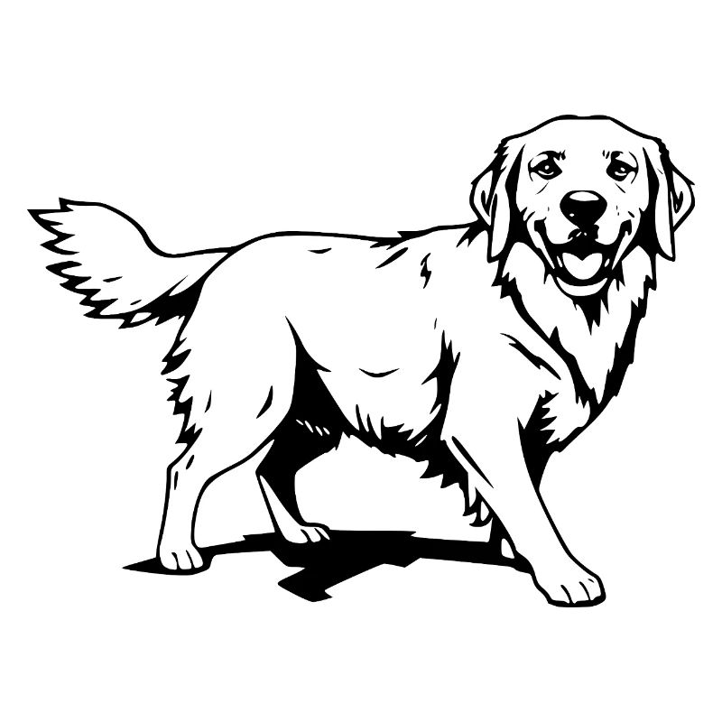 Golden Retriever black