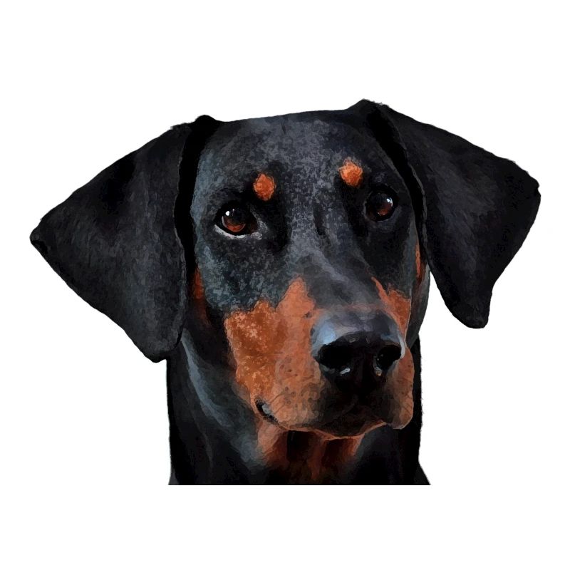 Doberman