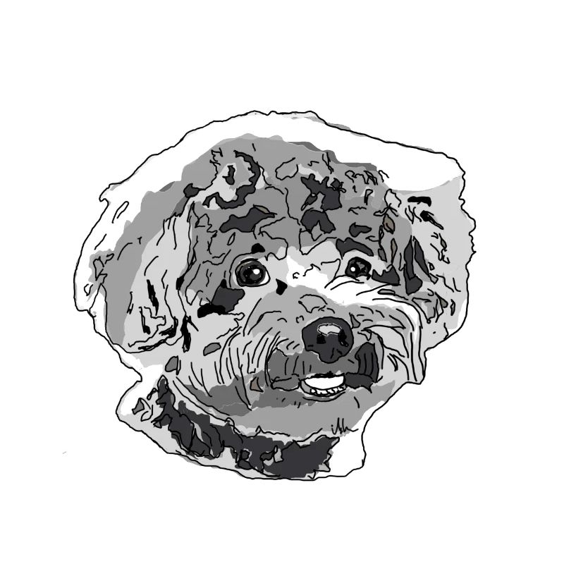 Caniche