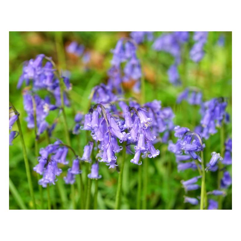 Bluebell - Violet Spring Bloom