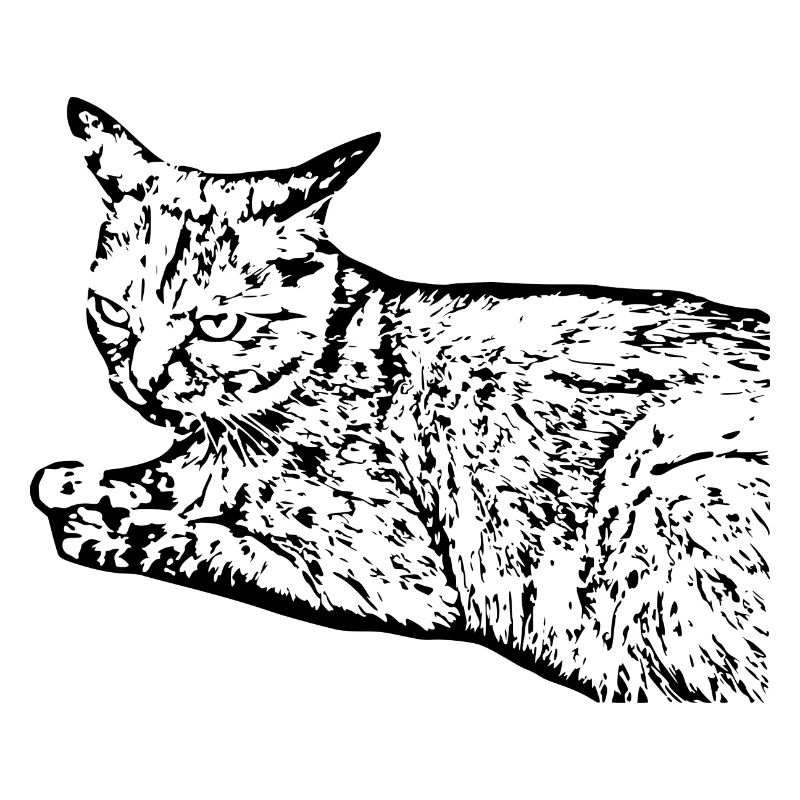 chat noir chat chaton doux cadeau de Noël