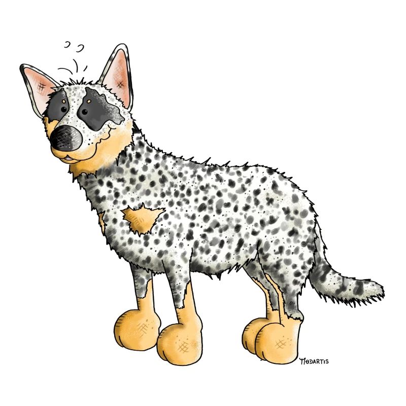 Drôle Bouvier Australien - Australian Cattle Dog