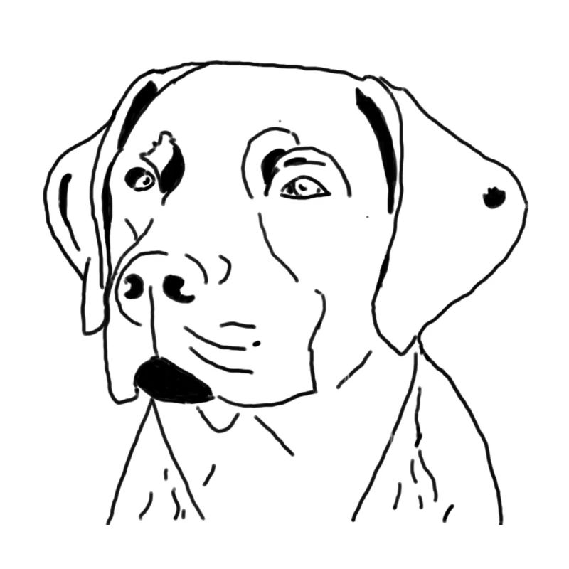 Labrador