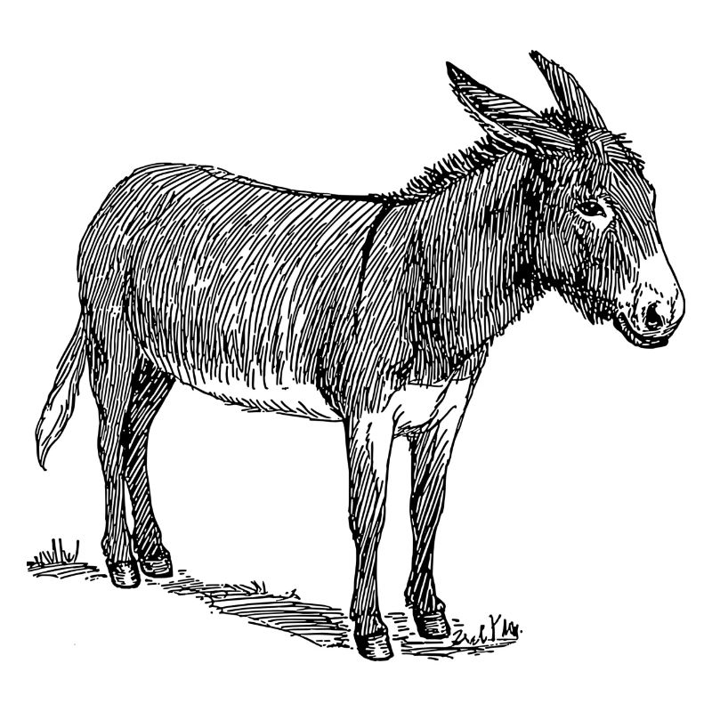 baudet