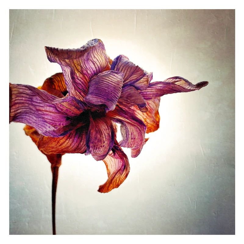 Fleur fanée