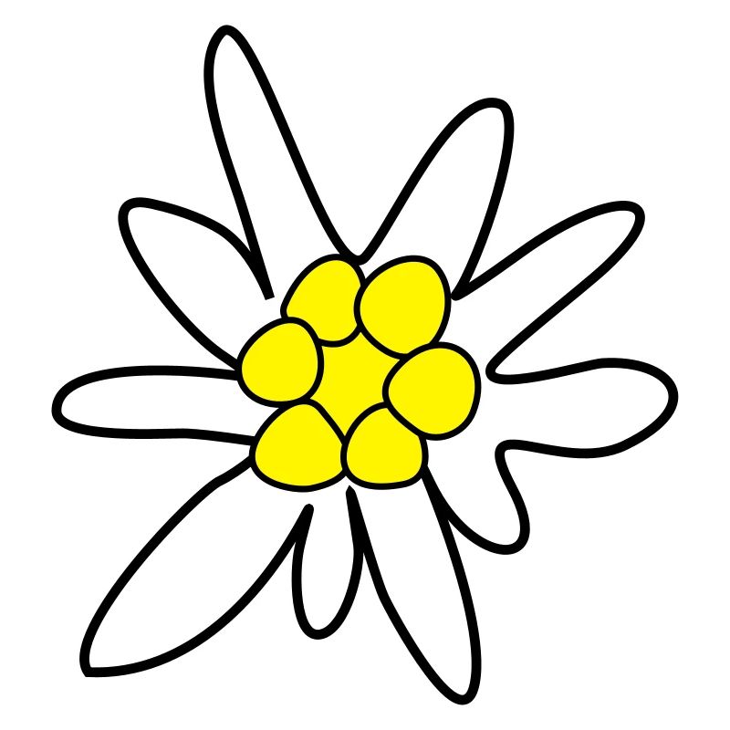 Edelweiss, fleur