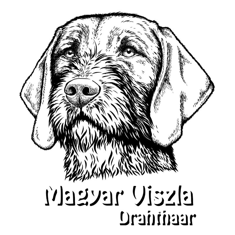 Magyar Viszla Drahthaar
