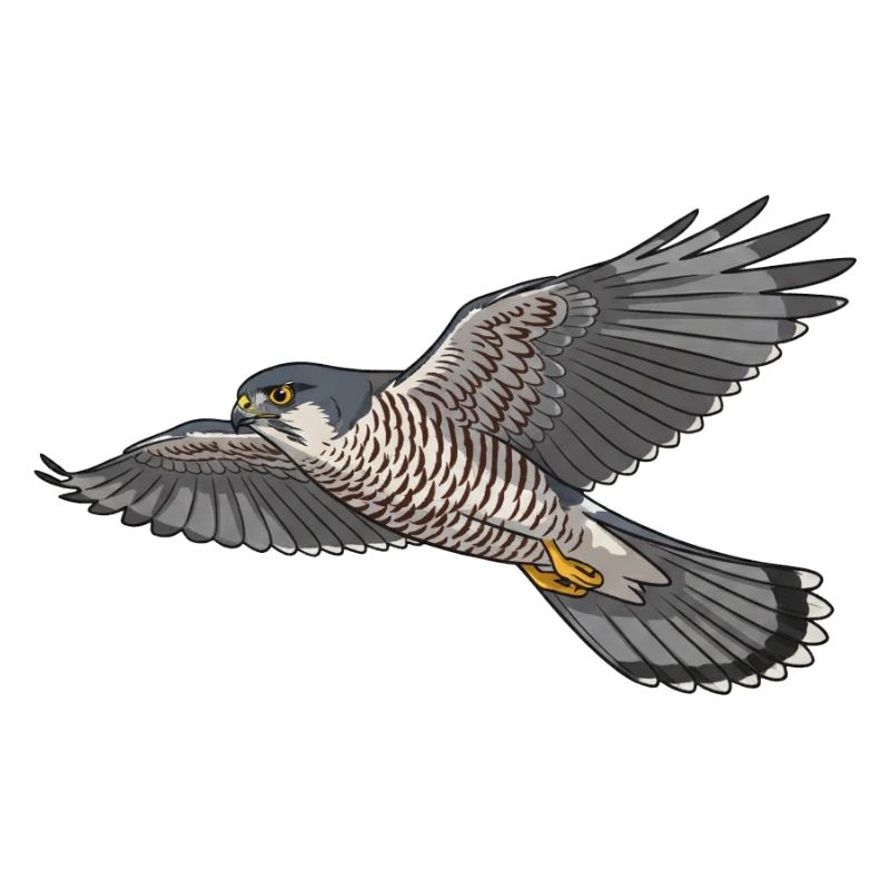 Sperber Greifvogel