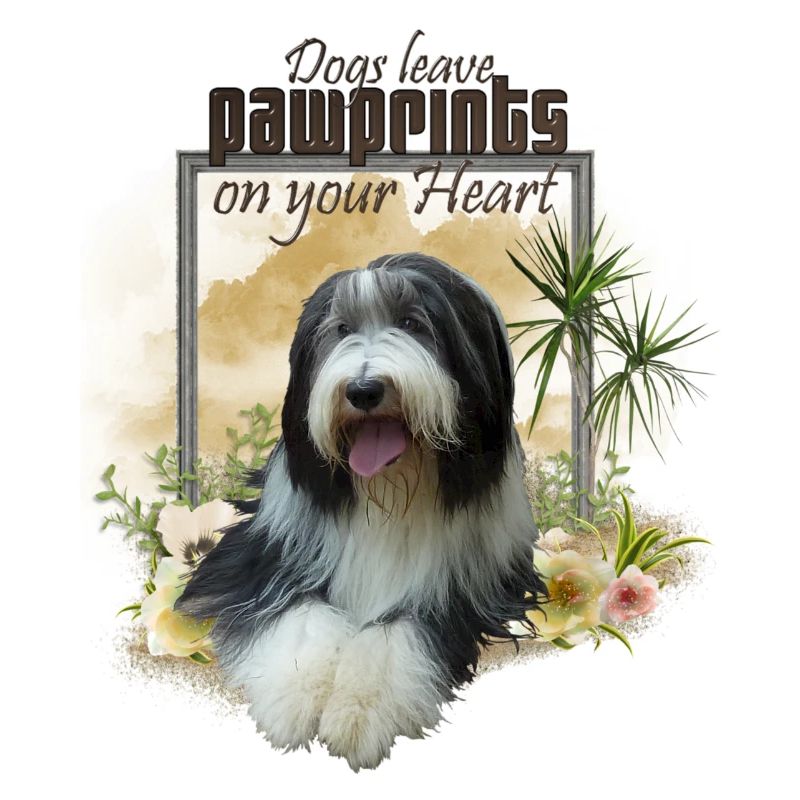 Bearded Collie 028-14-klein-01