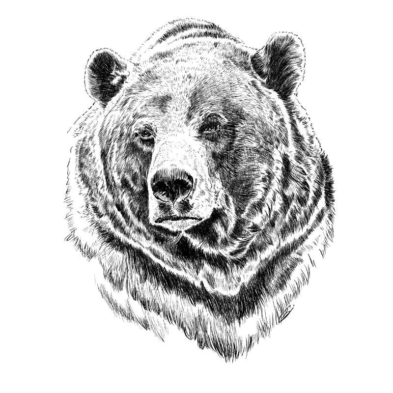 bear