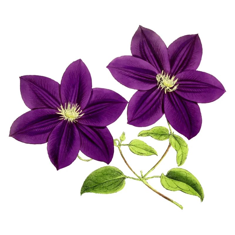 fleurs violettes
