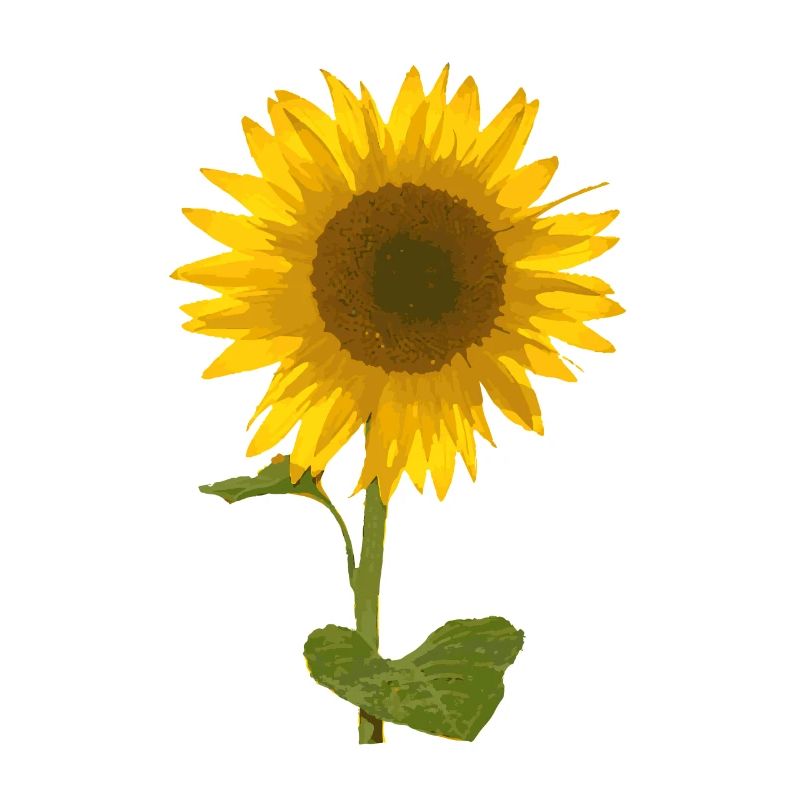 Sonneblume