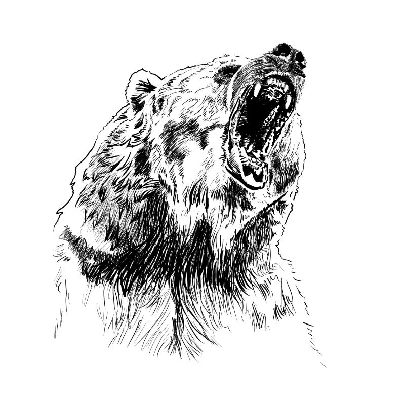 bear