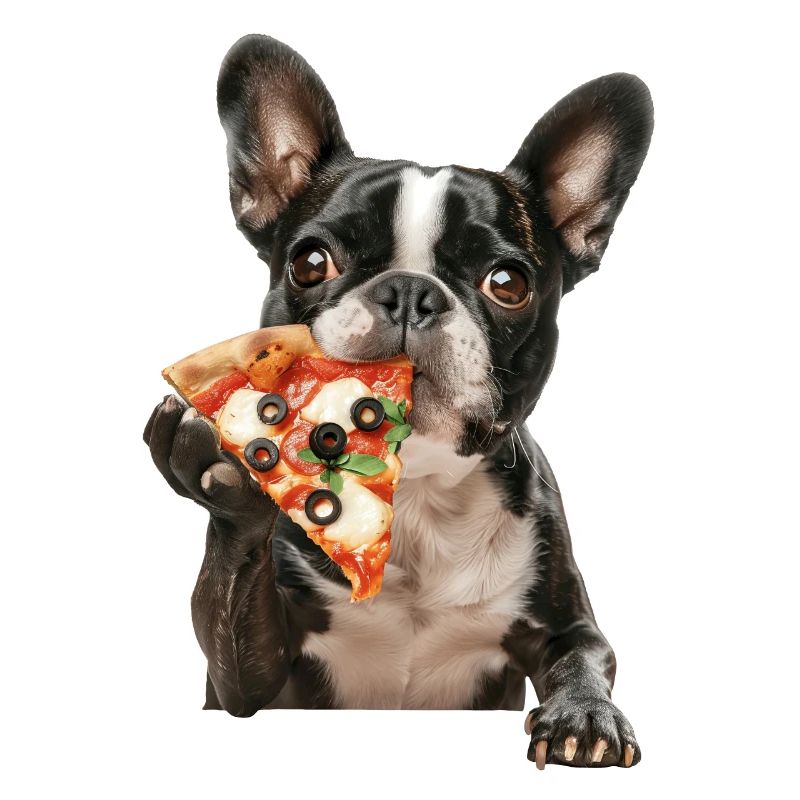 Boston Terrier