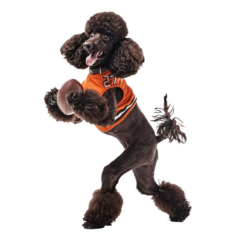 Caniche