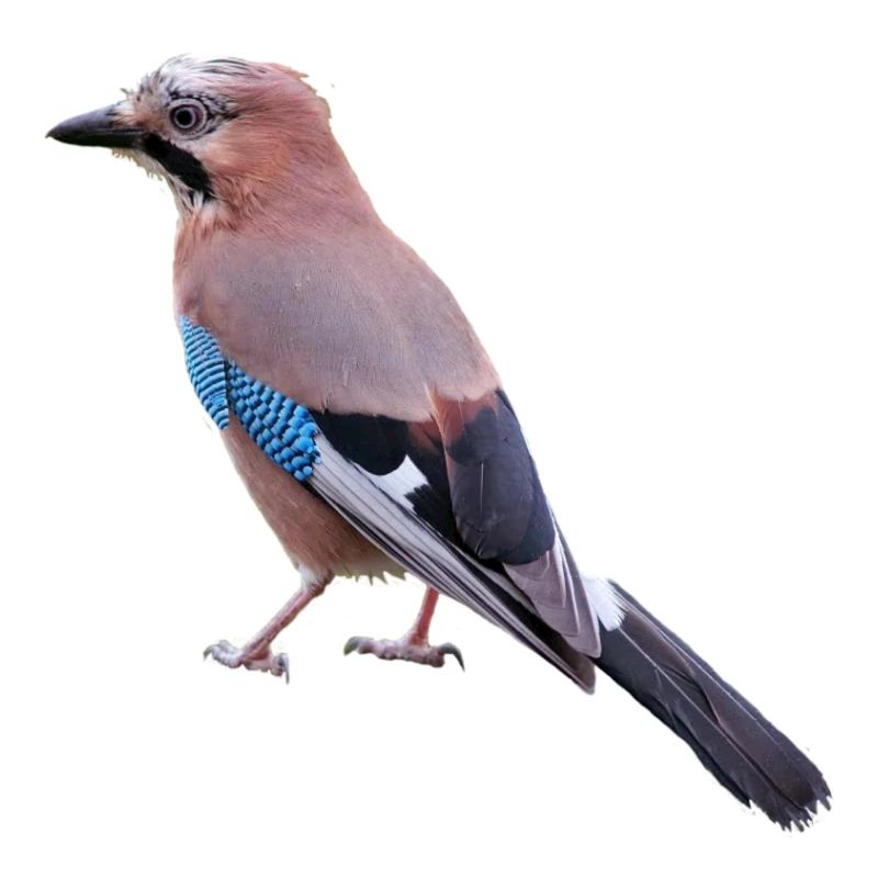 jay am431