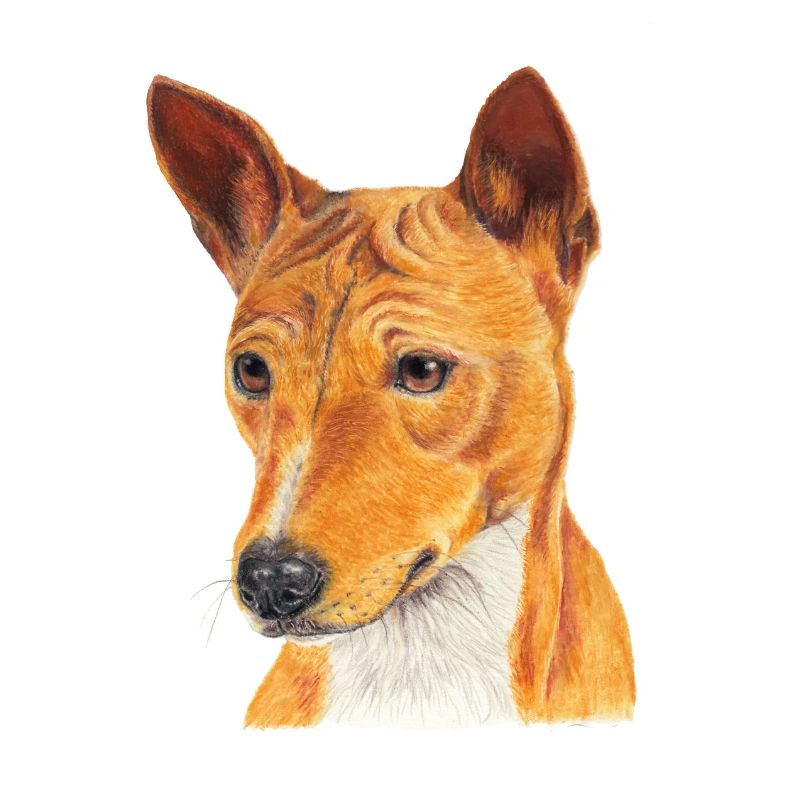 Basenji