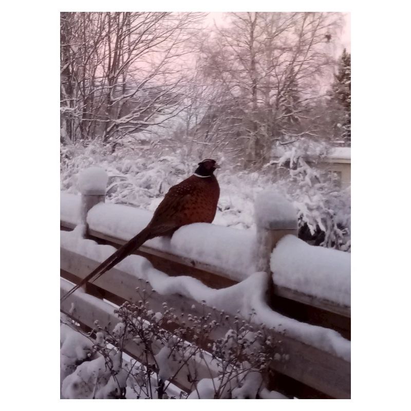 Early bird