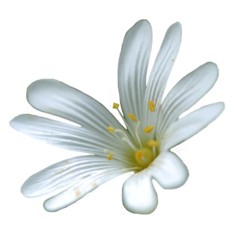 Starweed à fleurs blanches