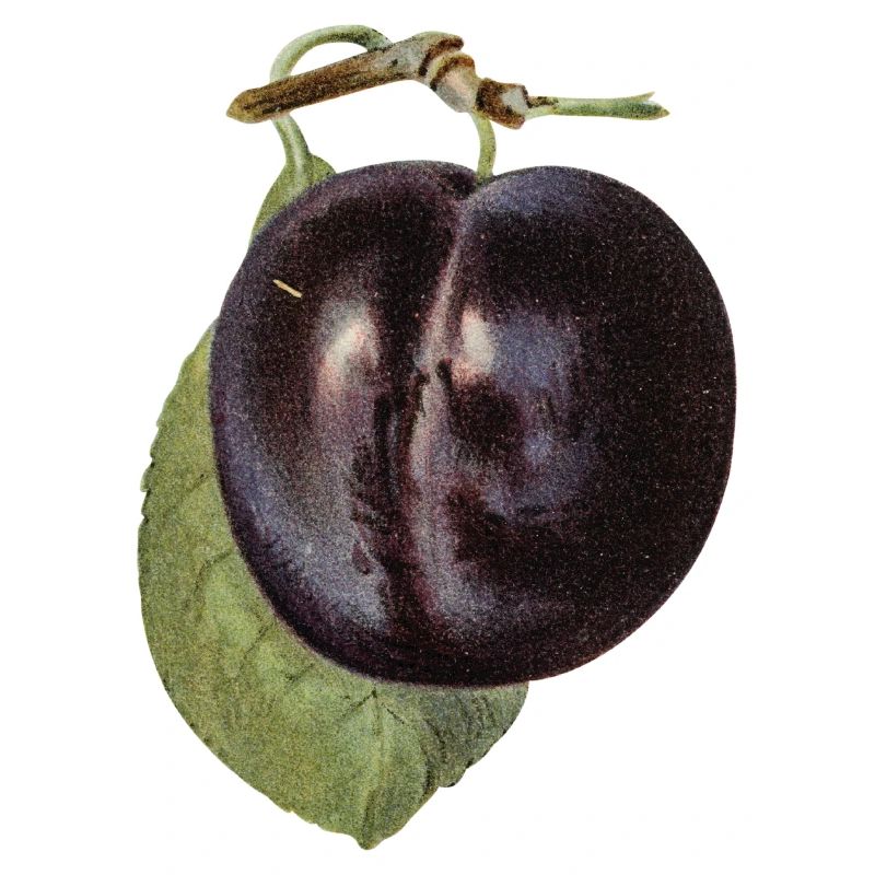 LA PRUNE 3