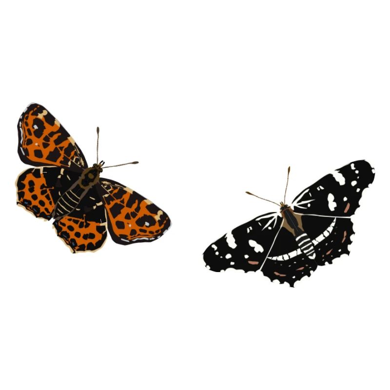 Schmetterlinge: Das Landkärtchen