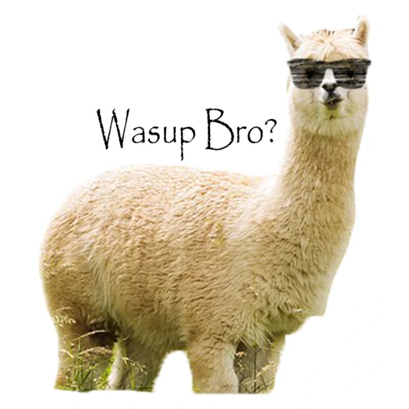 Alpaca Bro