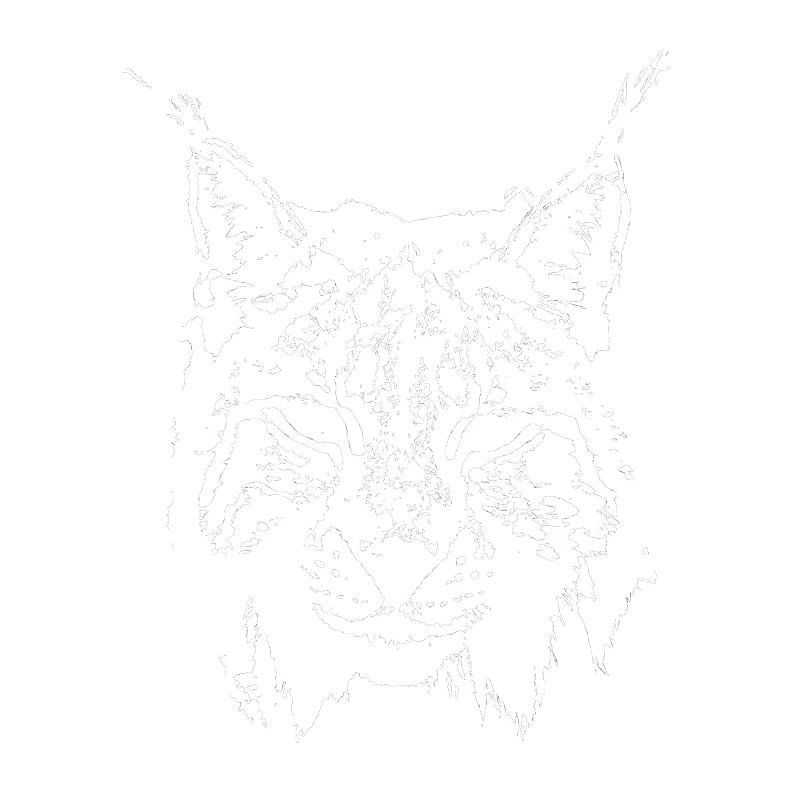 Luchs