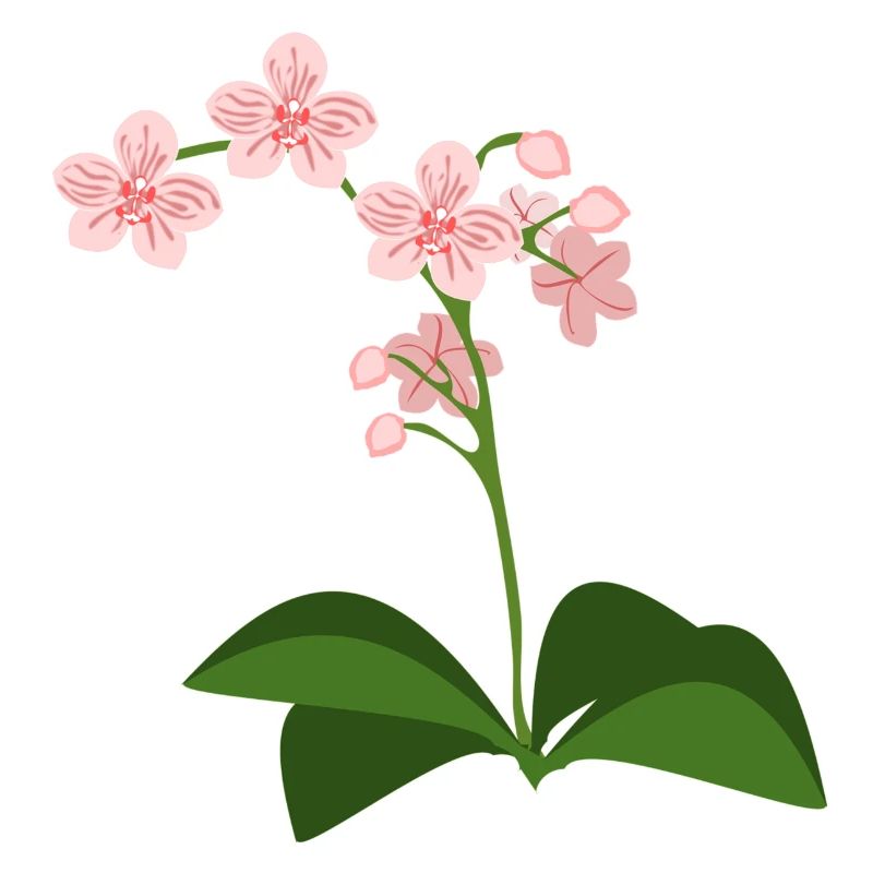 Orchidee