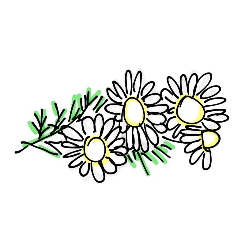 chamomile