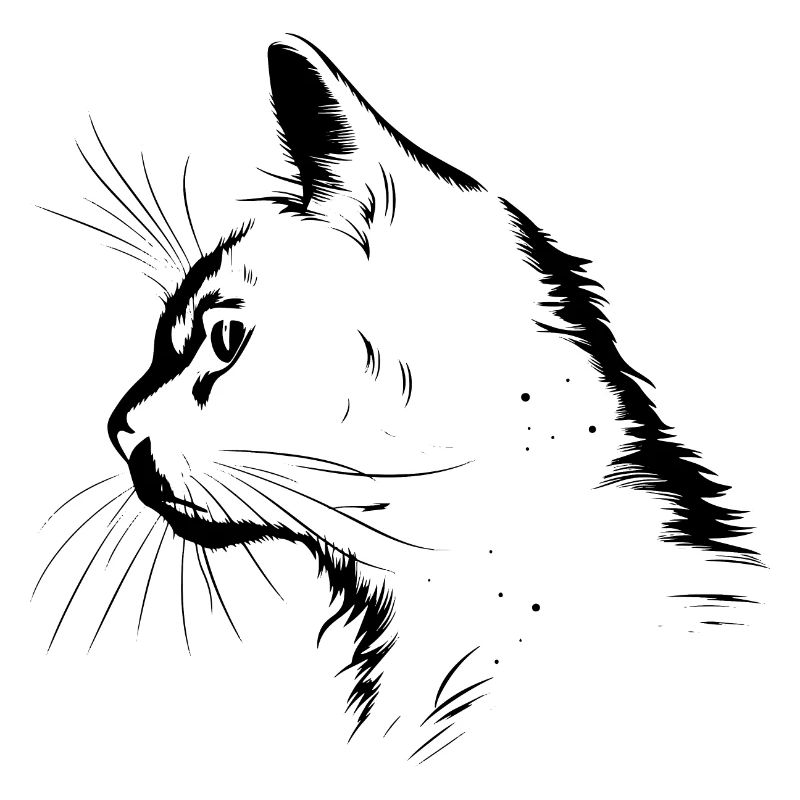 Cat, Cat Motif